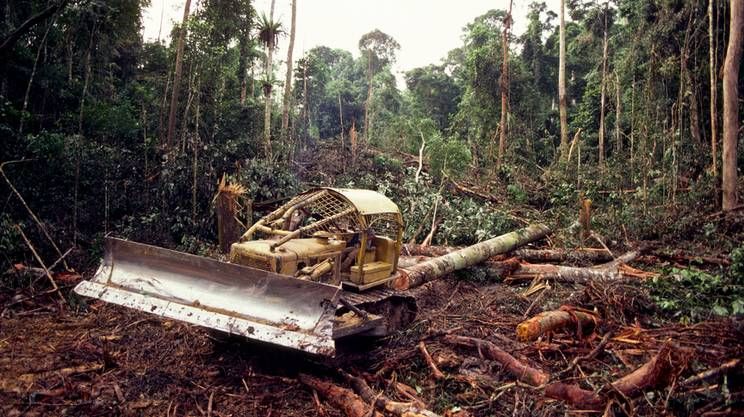 KENYA e deforestazione