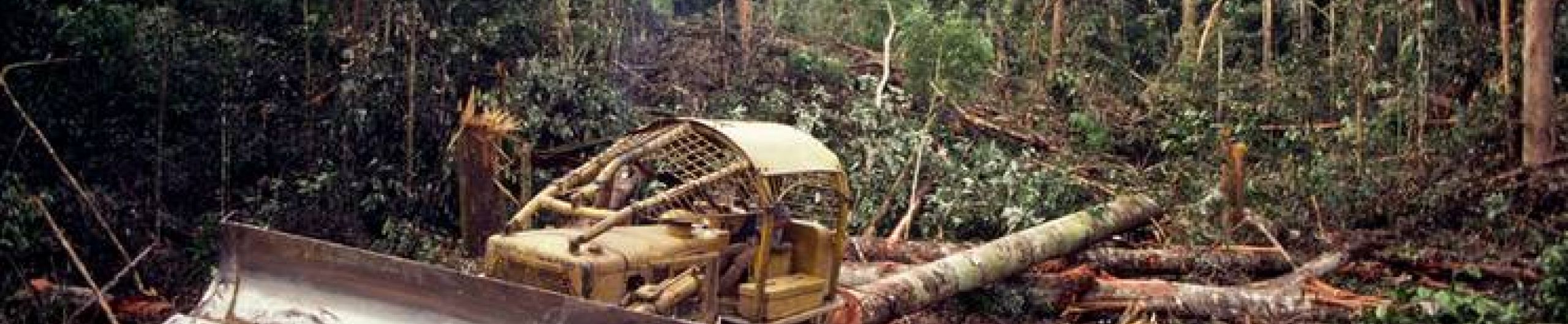 Kenya e deforestazione