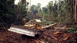 KENYA e deforestazione